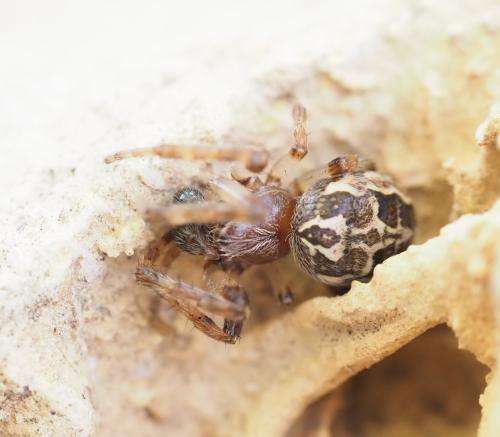 Larinioides cornutus
